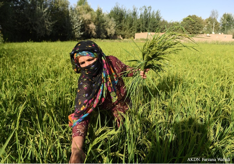 Read more about the article روایت دیروز زنان افغانستان (خاطرات شخصی برگرفته از تجربه‌ی زیستی)